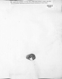 Image of Verrucaria hydrela
